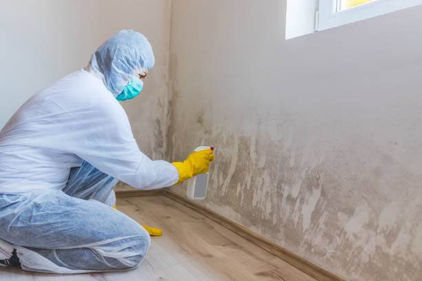 Licensed Mold Removal service in Thompsonville, PA - WQB Mold Removal